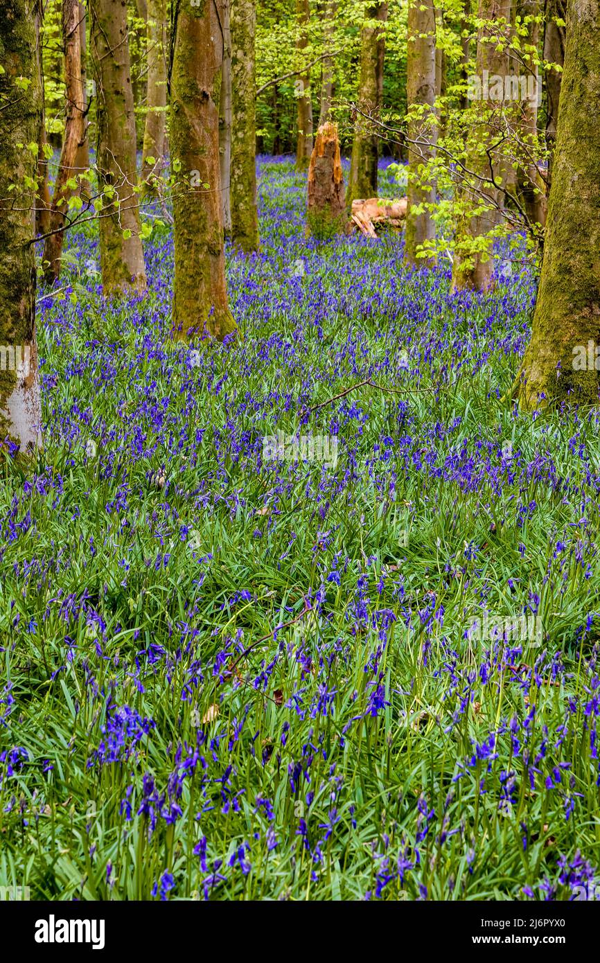 A carpet of Bluebells under a canopy of trees in woodland during spring (Crickhowell, Wales, UK) Stock Photo