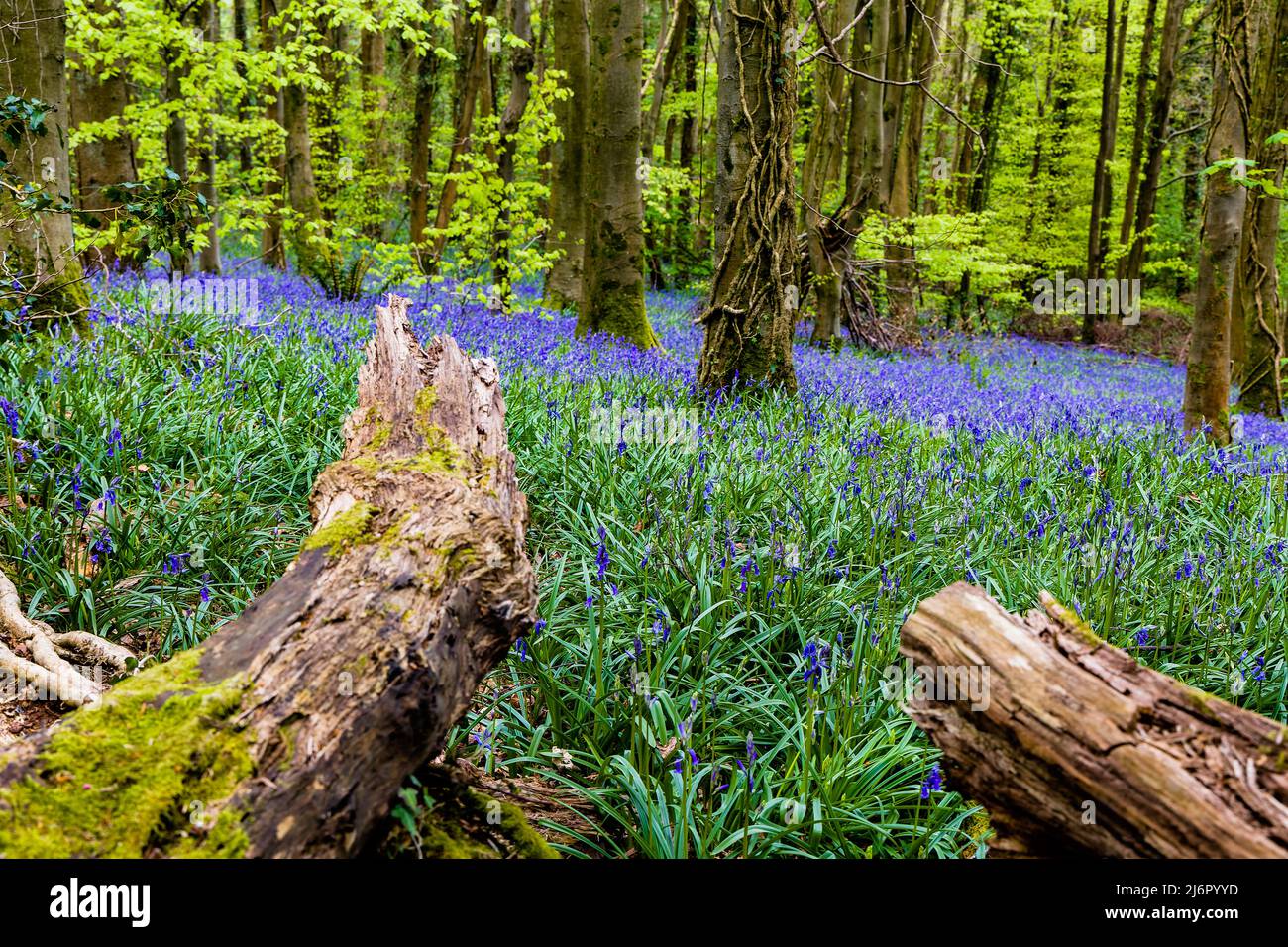 Old trees and logs surrounded by Bluebells in woodland (Crickhowell, Wales, UK) Stock Photo