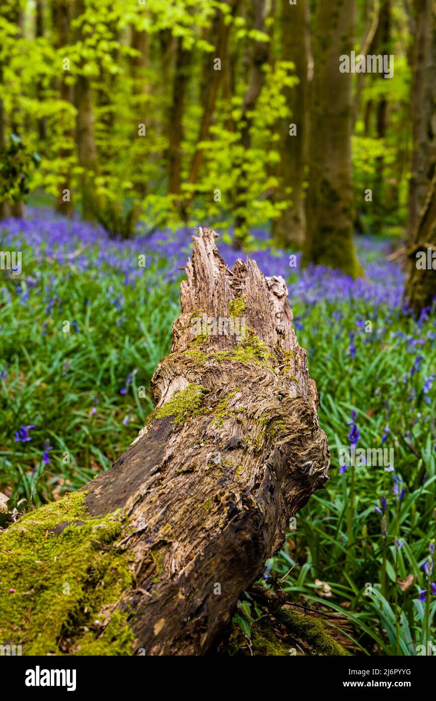 Old trees and logs surrounded by Bluebells in woodland (Crickhowell, Wales, UK) Stock Photo