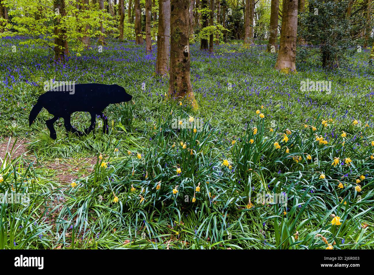 Colourful carpet of flowers in a woodland area in Wales, UK Stock Photo