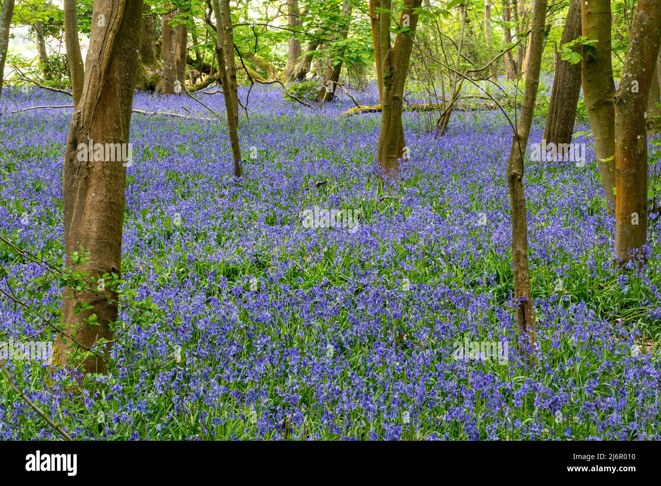Bluebells at Lower Eversley Copse, Hampshire, England, UK, during May. Bluebell woods, Hyacinthoides non-scripta. Stock Photo