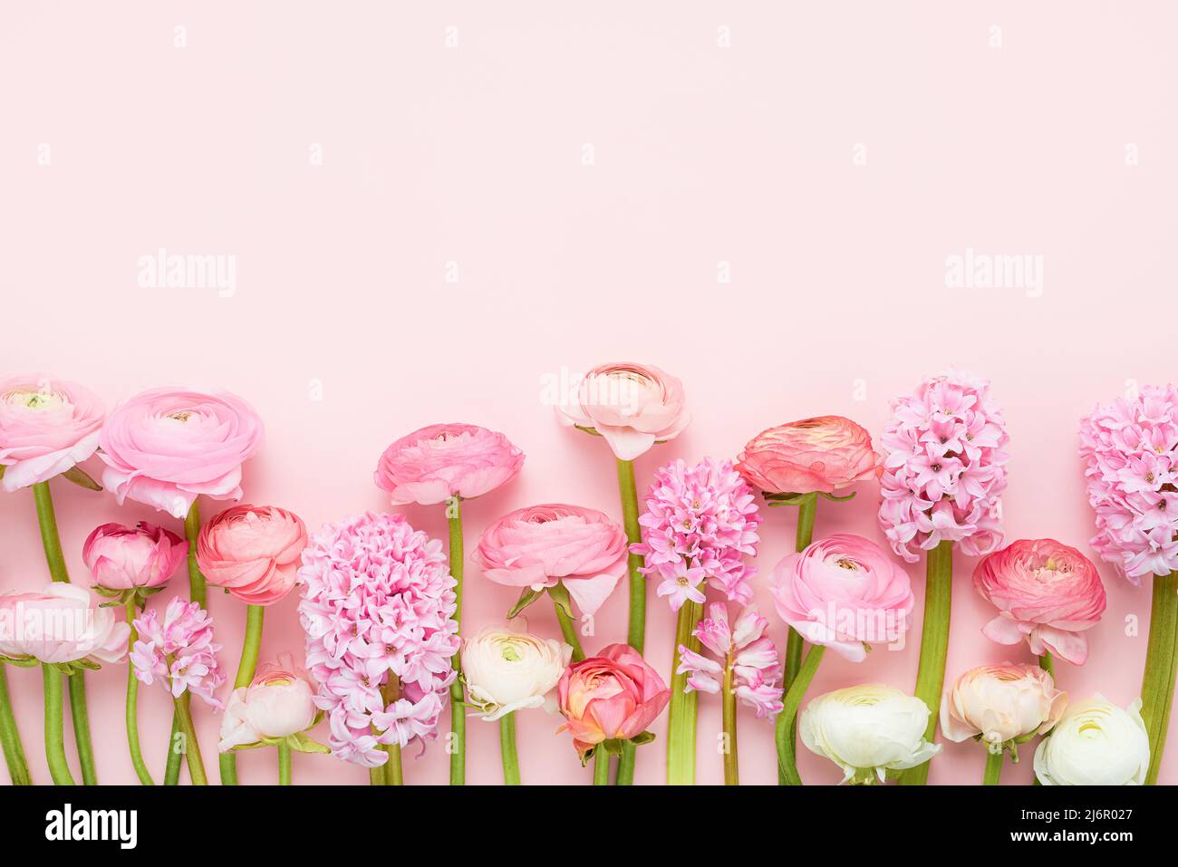 Border of pink ranunculus and hyacinths on a pink background. Mothers Day, Valentines Day, birthday concept. Top view, copy space for text Stock Photo