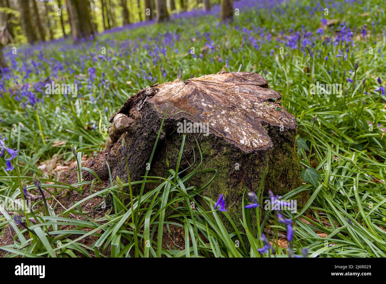 Old tree stumps surrounded by Bluebells in a forest (Crickhowell, Wales, UK) Stock Photo