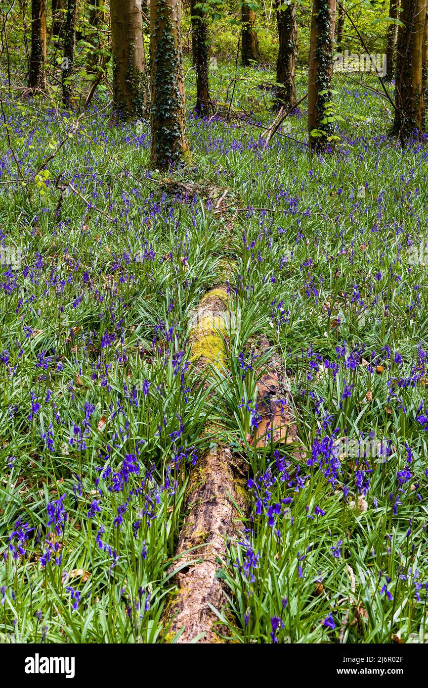 Fallen trees surrounded by Bluebells in woodland in Wales, UK Stock Photo