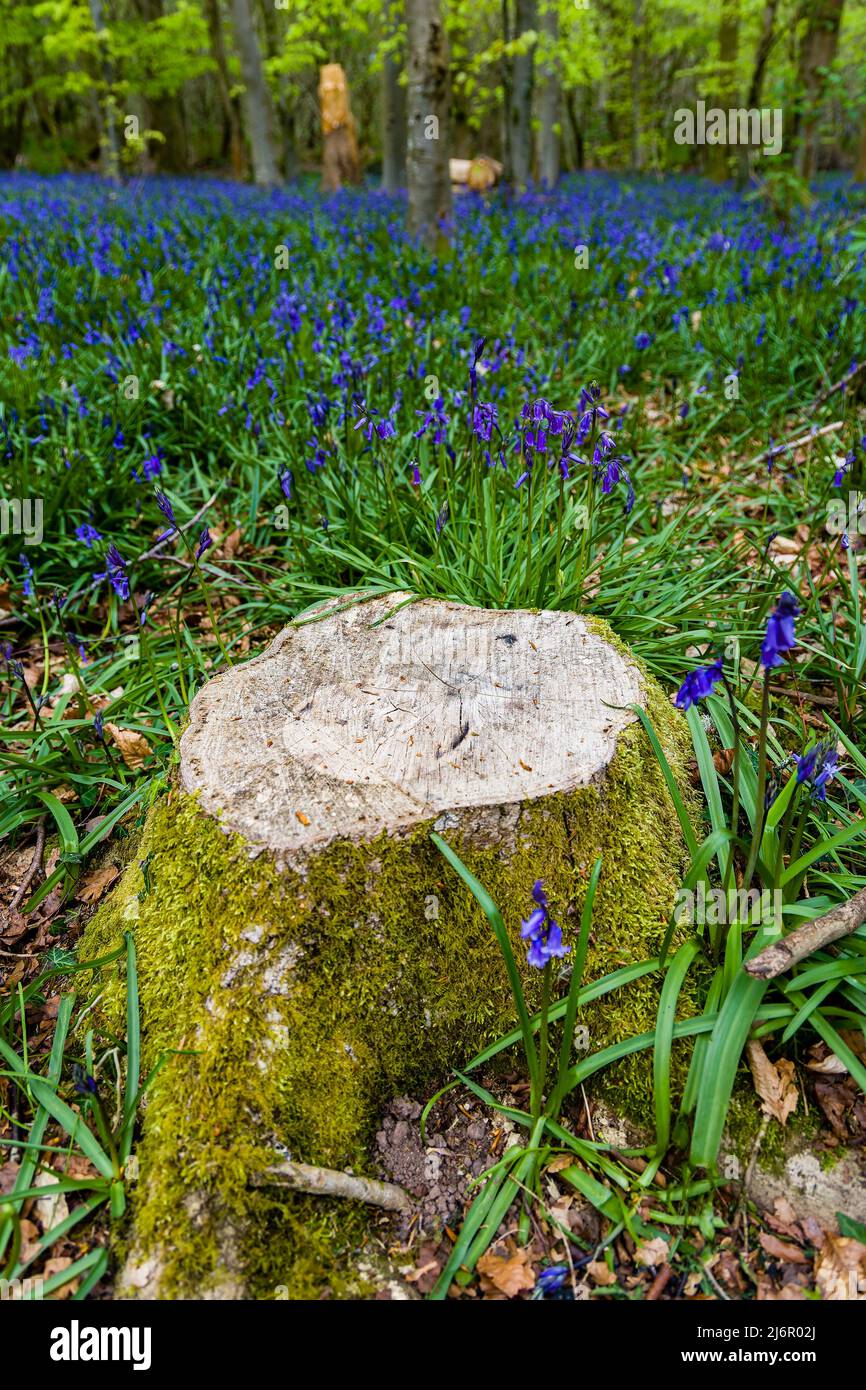 Old tree stumps surrounded by Bluebells in a forest (Crickhowell, Wales, UK) Stock Photo