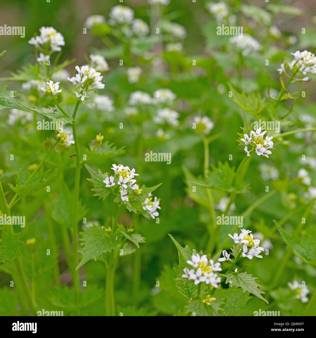 Flowering garlic mustard, Alliaria petiolata, in spring Stock Photo