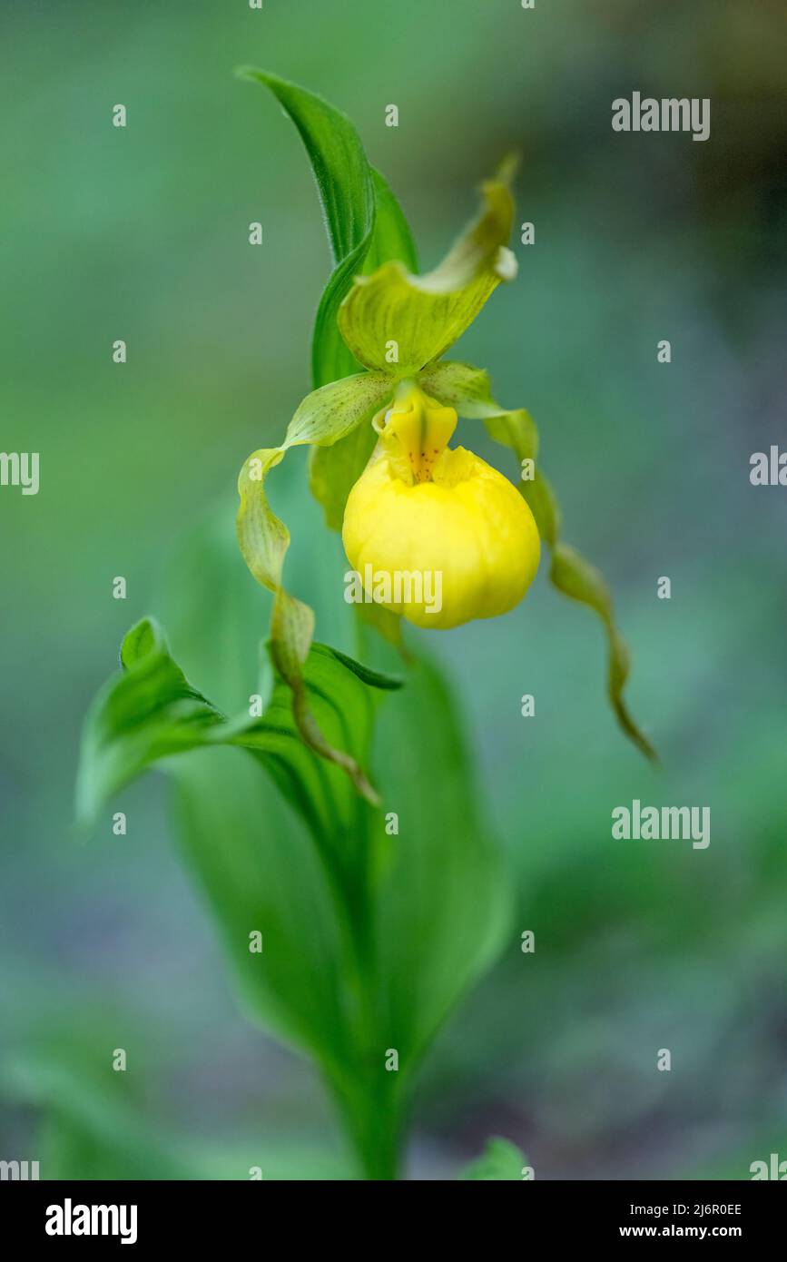 Large Yellow Lady's Slipper Orchid (Cypripedium parviflorum) -  Hendersonville, North Carolina, USA Stock Photo