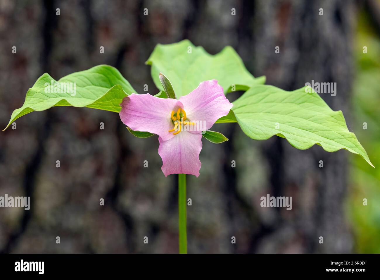 Catesby's Trillium (Trillium catesbaei) - Hendersonville, North Carolina, USA Stock Photo