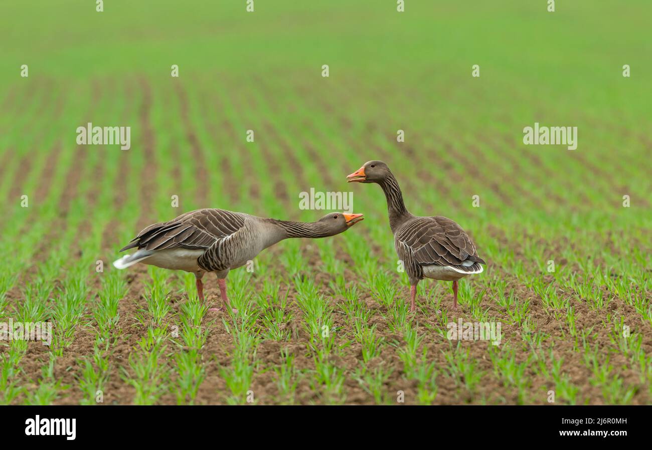 Greylag Geese, part of a large flock feeding in a farmer's field just as the new crop is pushing through the soil. Scientific name: Anser anser.  Adul Stock Photo