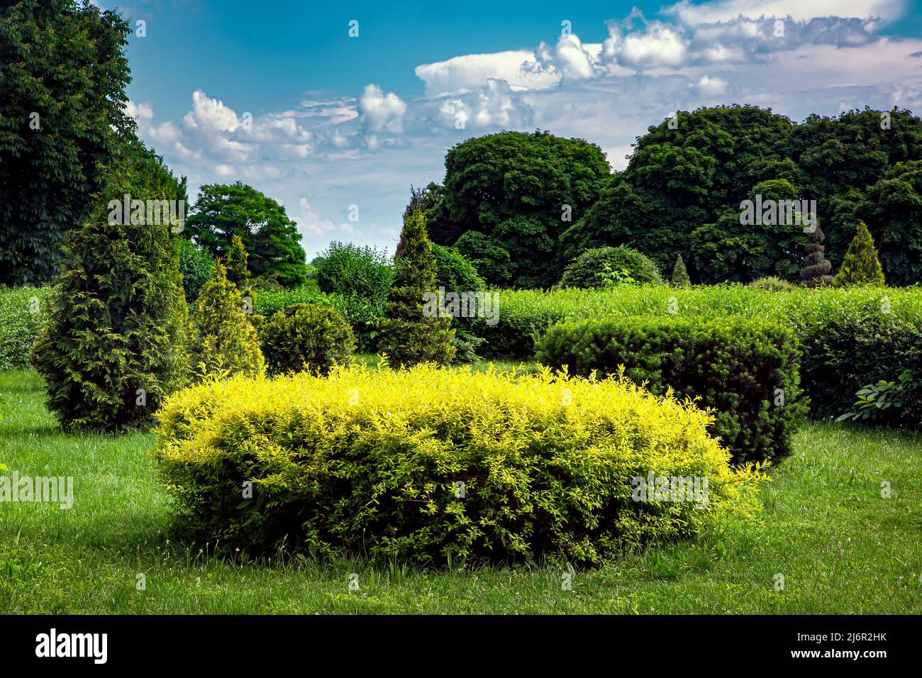 clipped bushes in topiary different shape in the background deciduous trees illuminated by sunlight, nature summer landscape in park, white clouds on Stock Photo