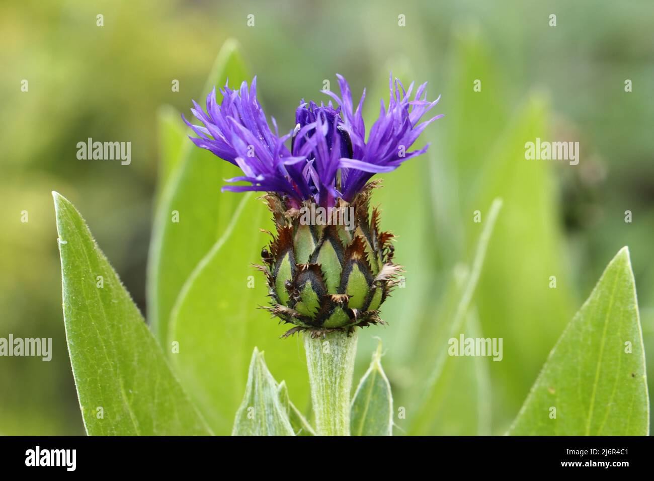 close-up of a single opening flower of a beautiful blue centaurea montana against a green blurred background Stock Photo