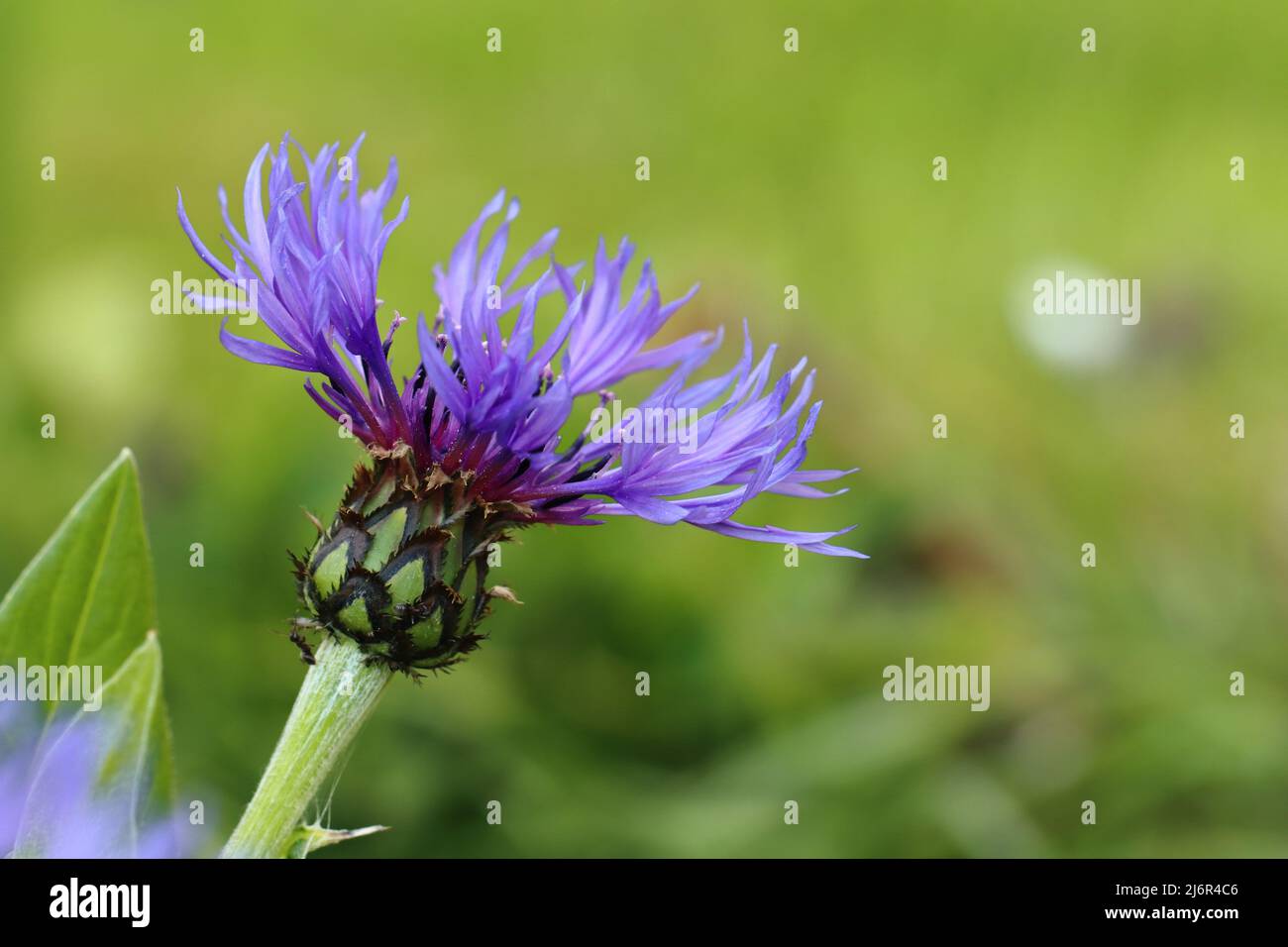 close-up of a single beautiful blue centaurea montana against a green blurred background, copy space Stock Photo