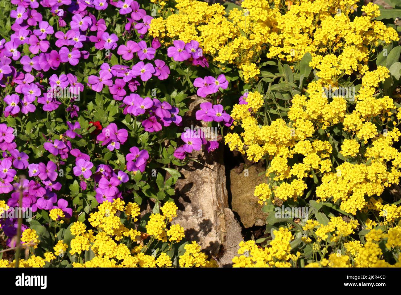 The lush flowers of purple aubrieta and yellow alyssum shine brightly in the sunlight, view from above Stock Photo