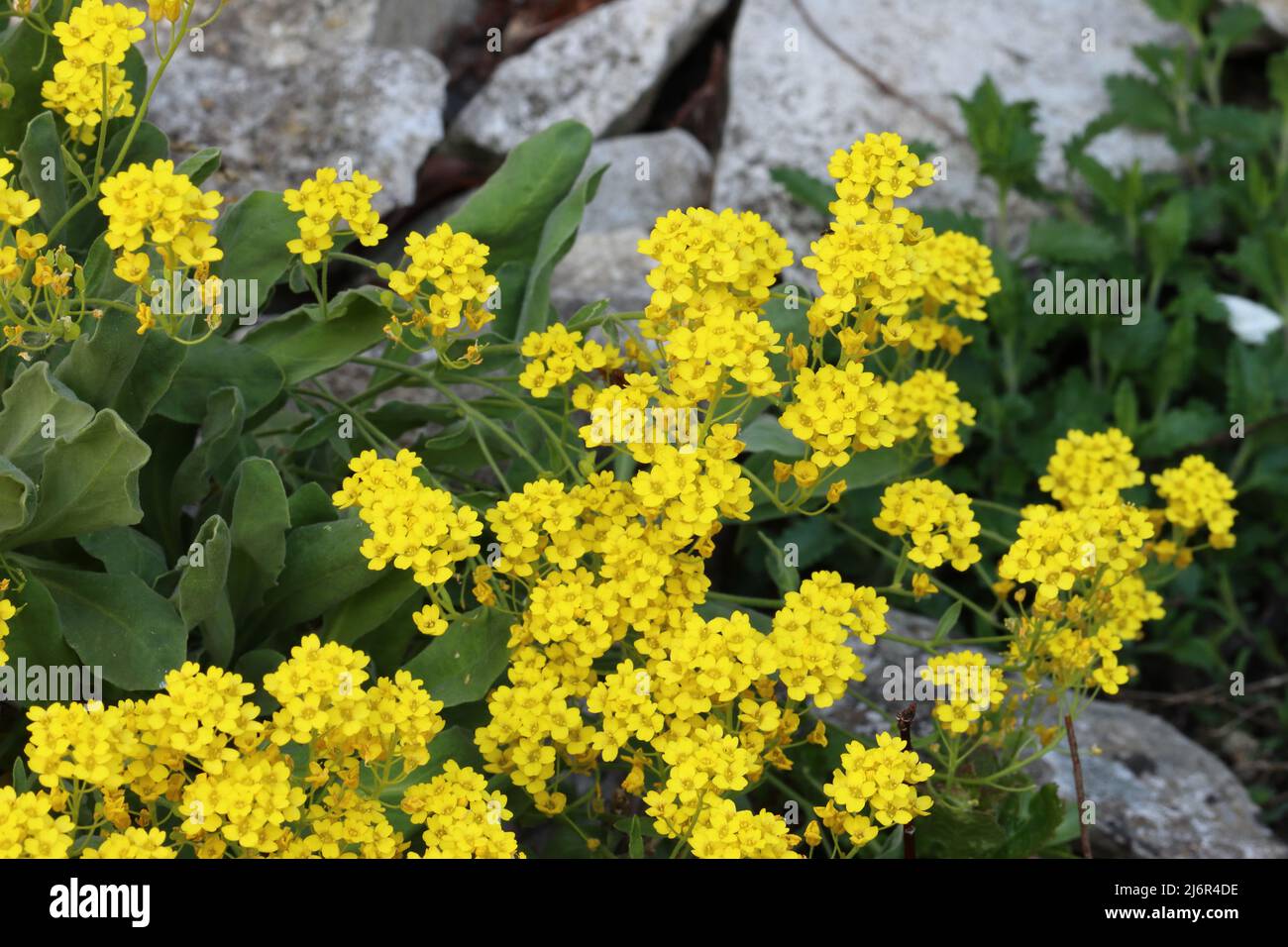 The flowers of a yellow alyssum incline gracefully over gray boulders Stock Photo