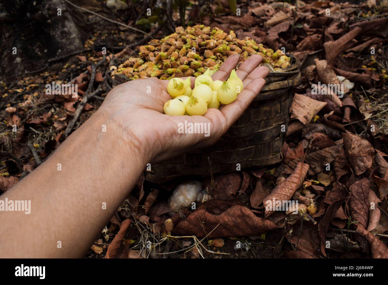Person holding fruit flower of Mahua flowers naturally dried and picked in bamboo basket in Forest area of Madhyapradesh in India. Fruits flowers of M Stock Photo
