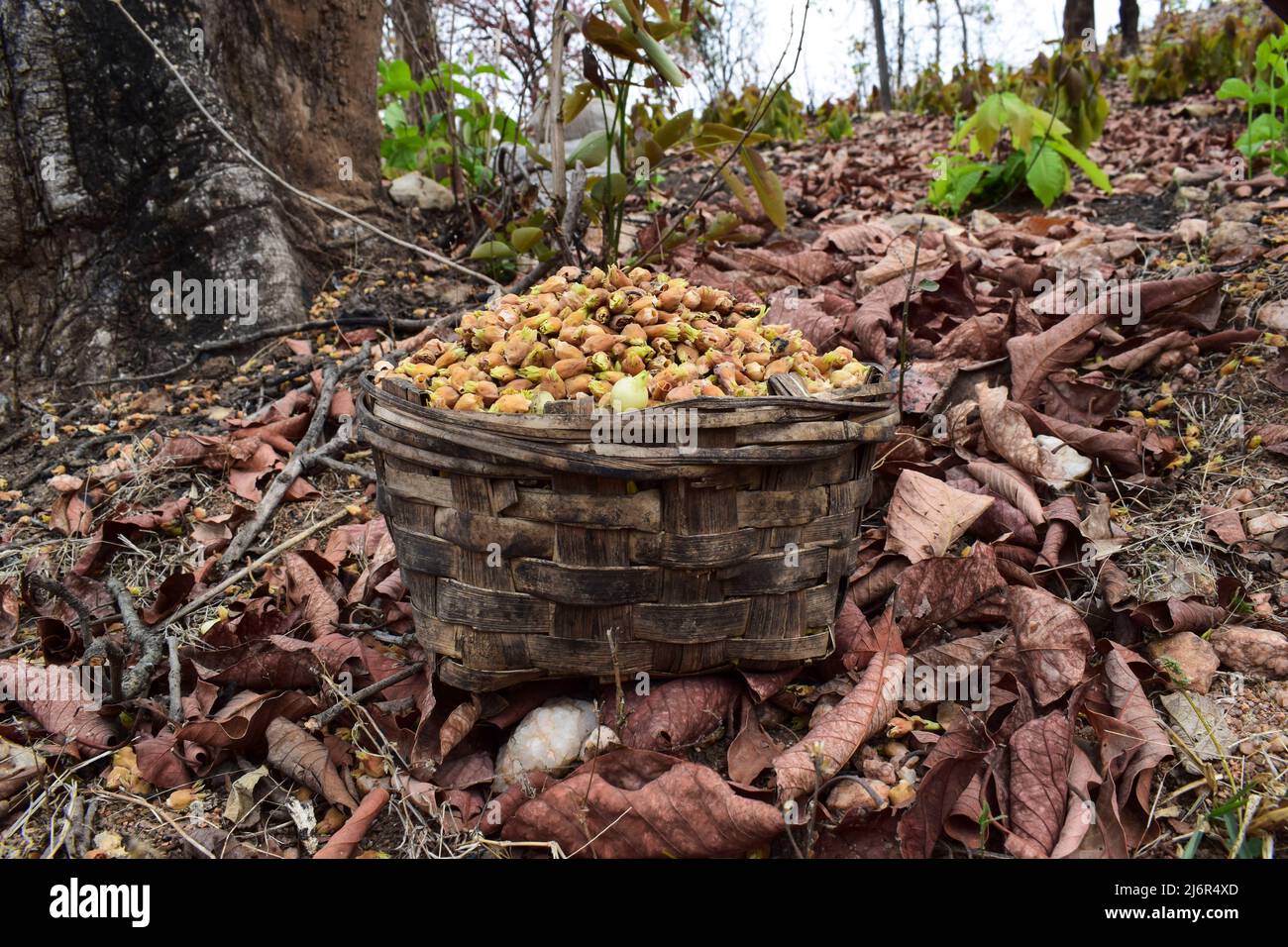 Mahua flowers naturally dried and picked in bamboo basket in Forest area of Madhyapradesh in India. Tribal wild fruits flowers of Mahuwa tree also kno Stock Photo