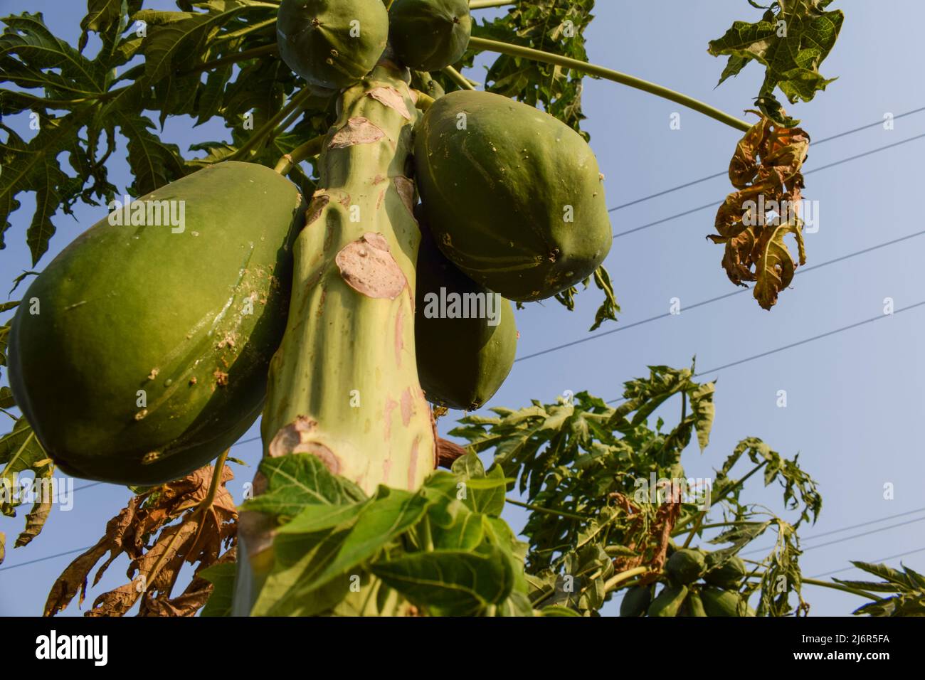 Papaya tree or Pawpaw plant field farm growing hanging in bunch in