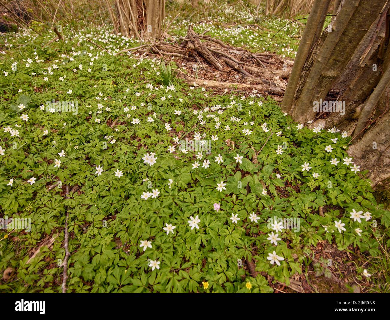 Wood anemone, Anemone nemorosa, blooming on a ancient woodland floor in