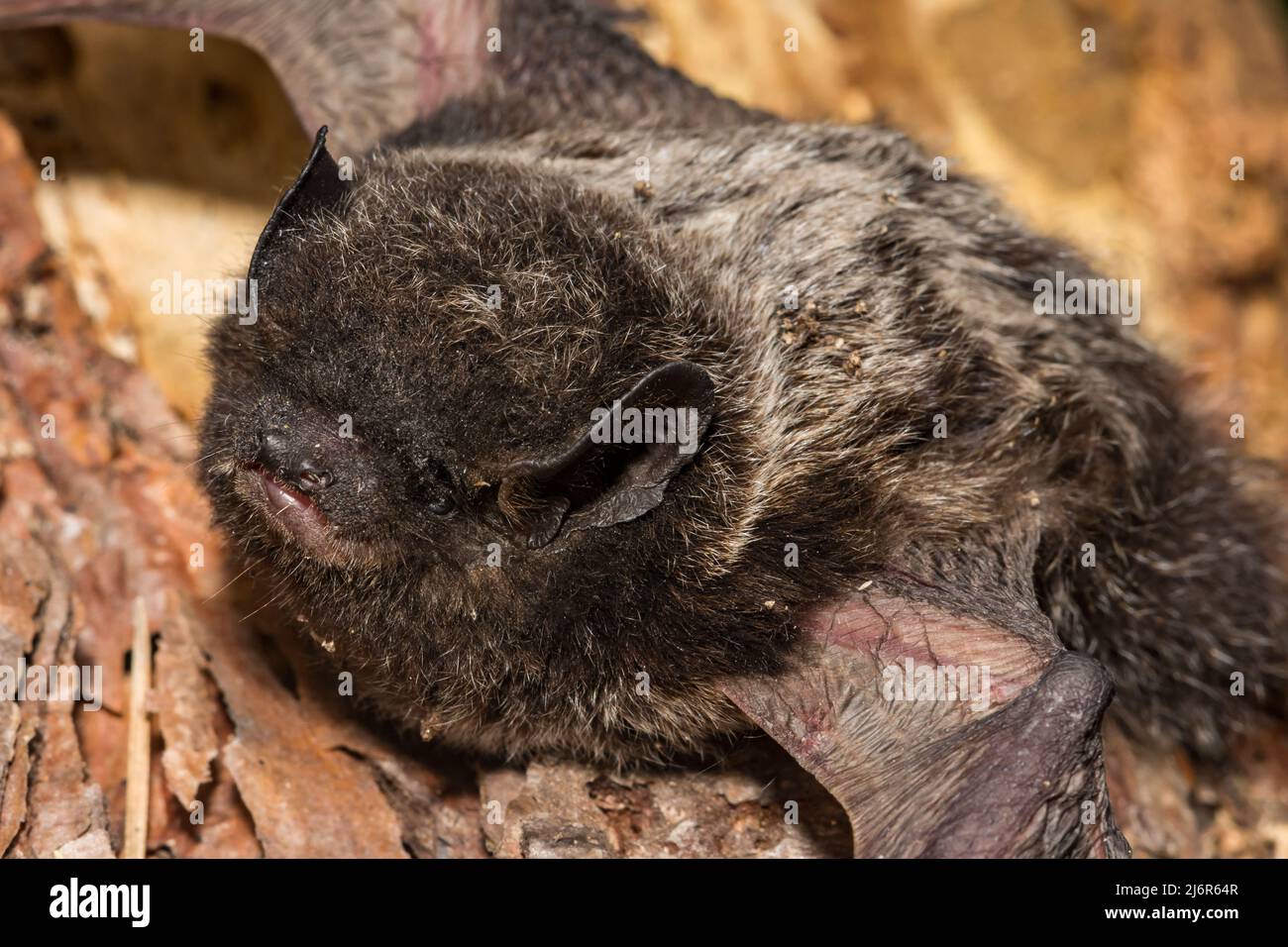 Silver-haired Bat - Lasionycteris noctivagans Stock Photo