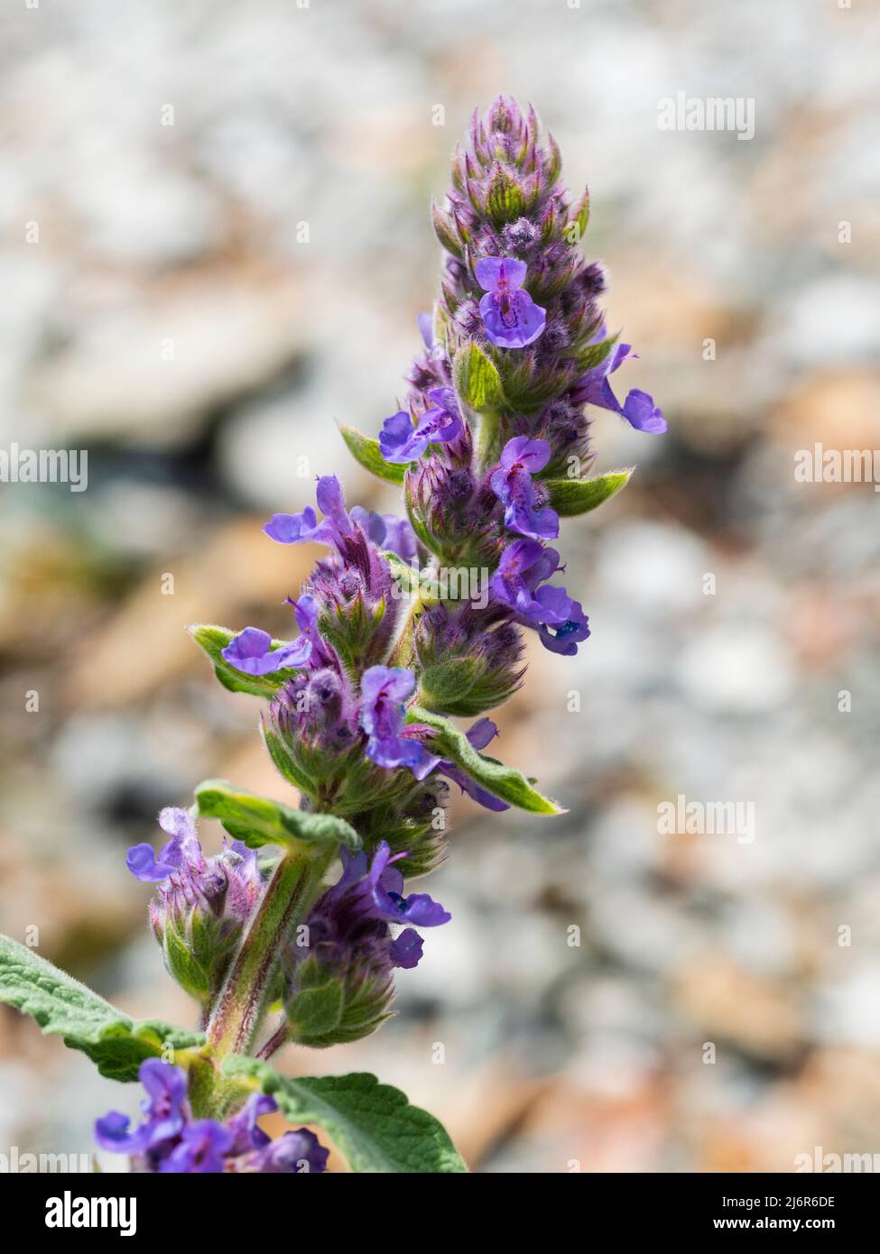 Flower spike and purple flowers of the mat forming hardy catmint, Nepeta 'Purple Haze' Stock Photo