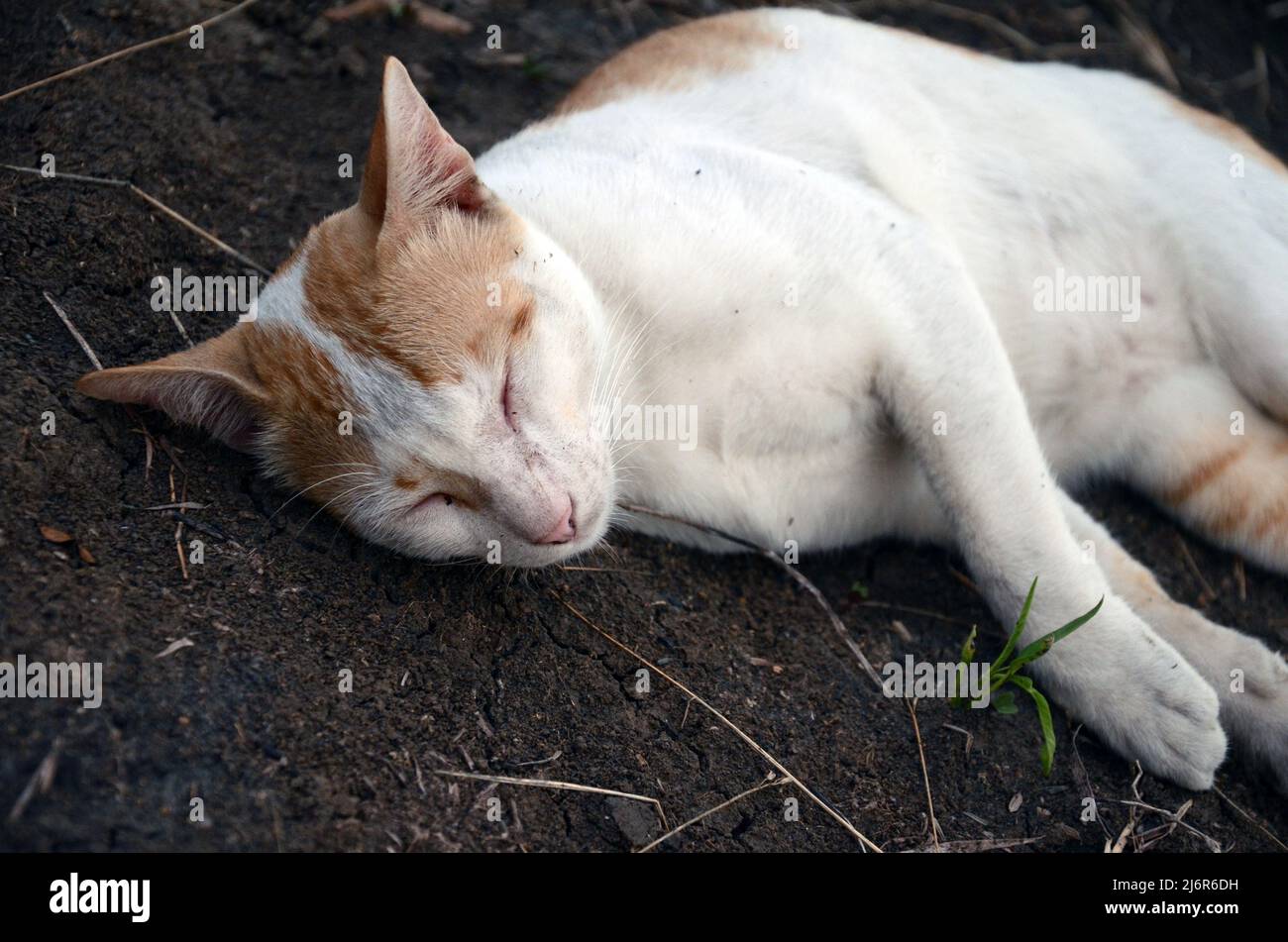 sleeping cat on the ground Stock Photo - Alamy