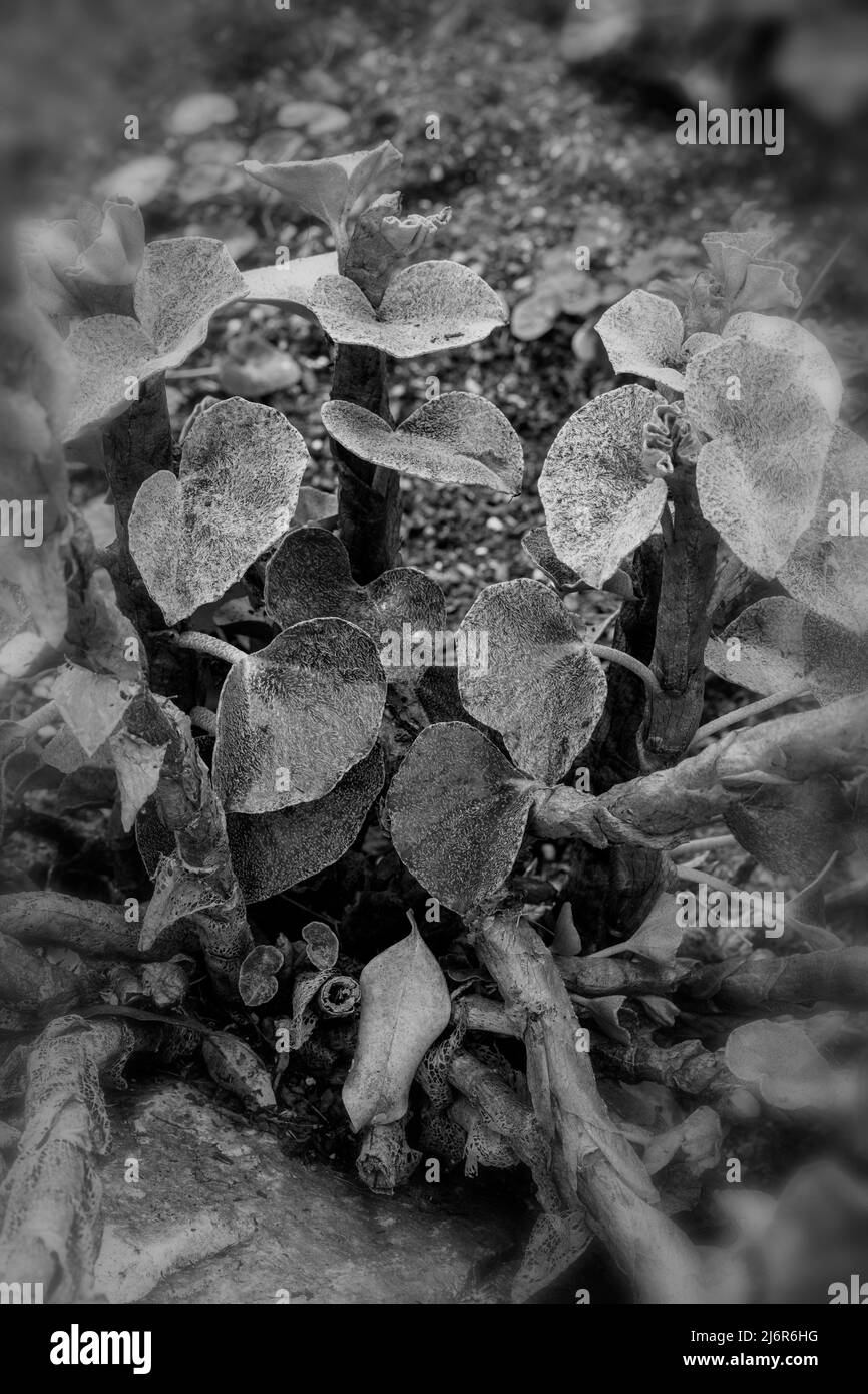 Stately Begonia venosa, veined begonia, natural close-up plant portrait Stock Photo