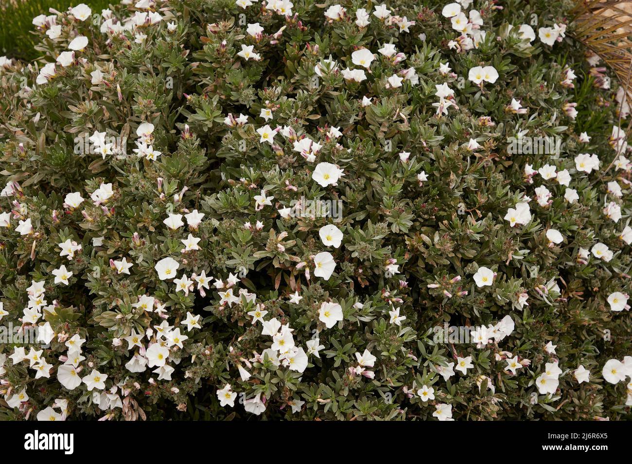 Close up of the white garden flowers of Convolvulus cneorum seen outdoors. Stock Photo