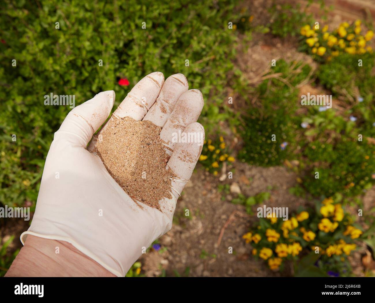 Handful of fish blood and bone meal fertiliser seen in the palm of a hand. Stock Photo