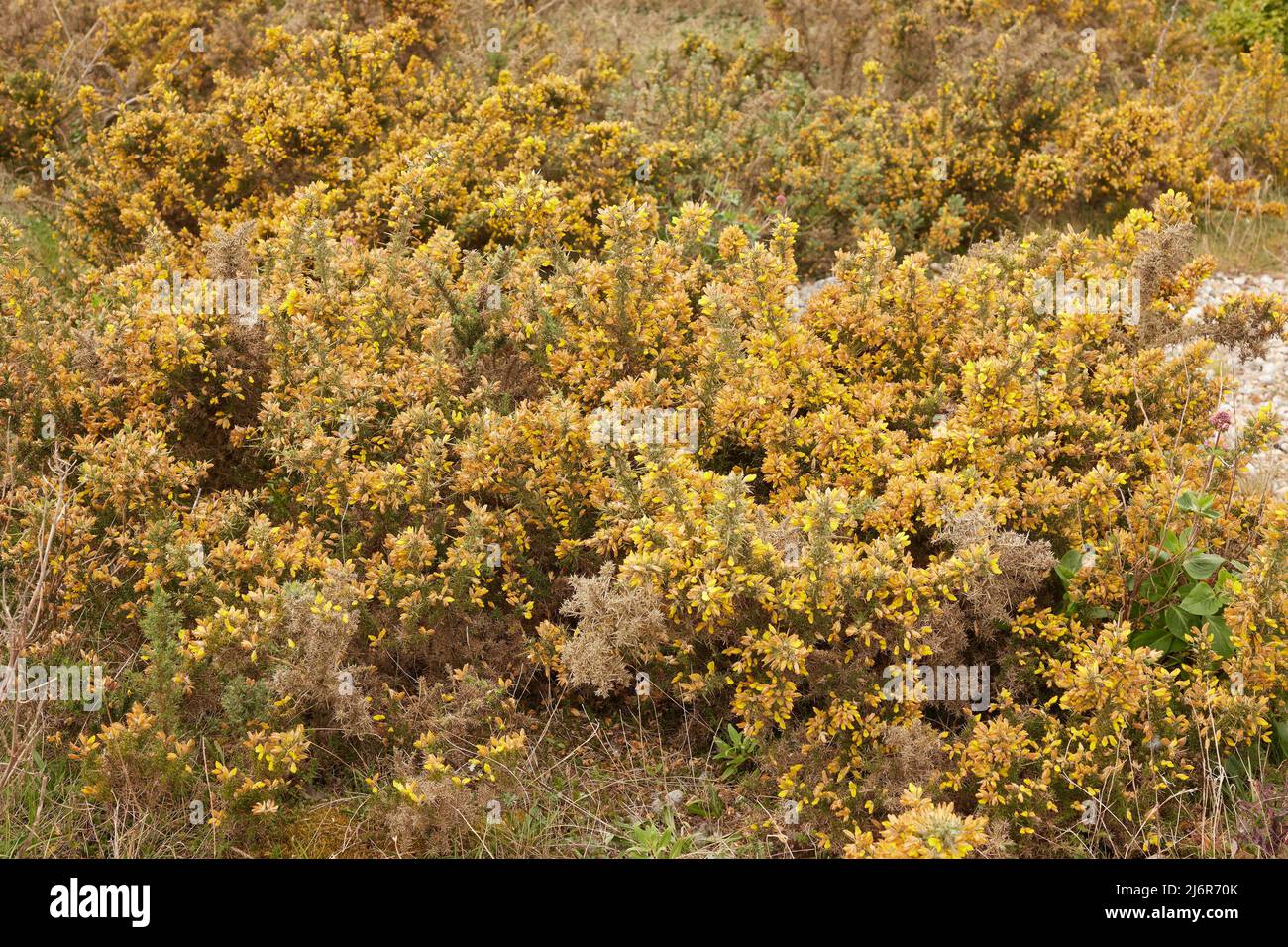 Close up of the yellow flowering common gorse bush seen in the wild. Stock Photo