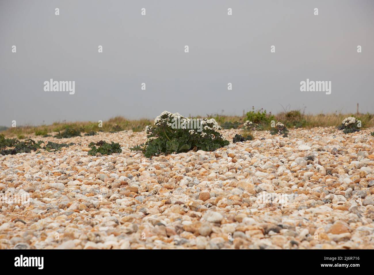 Seakale seen in the wild on the south coast of the UK. Stock Photo