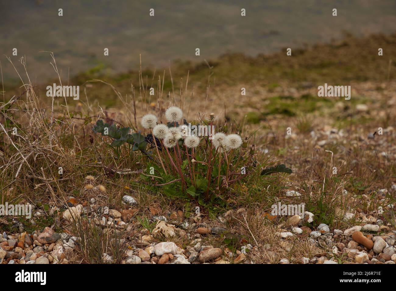 Seedheads of dandelion plants seen in the wild. Stock Photo