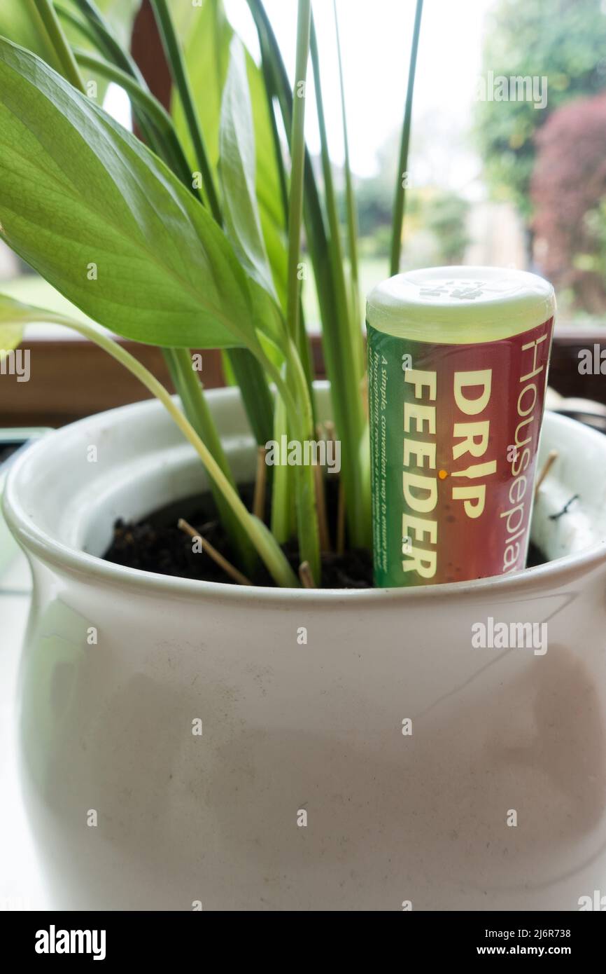 Drip feeder for Indoor plants to gain nutrition Stock Photo