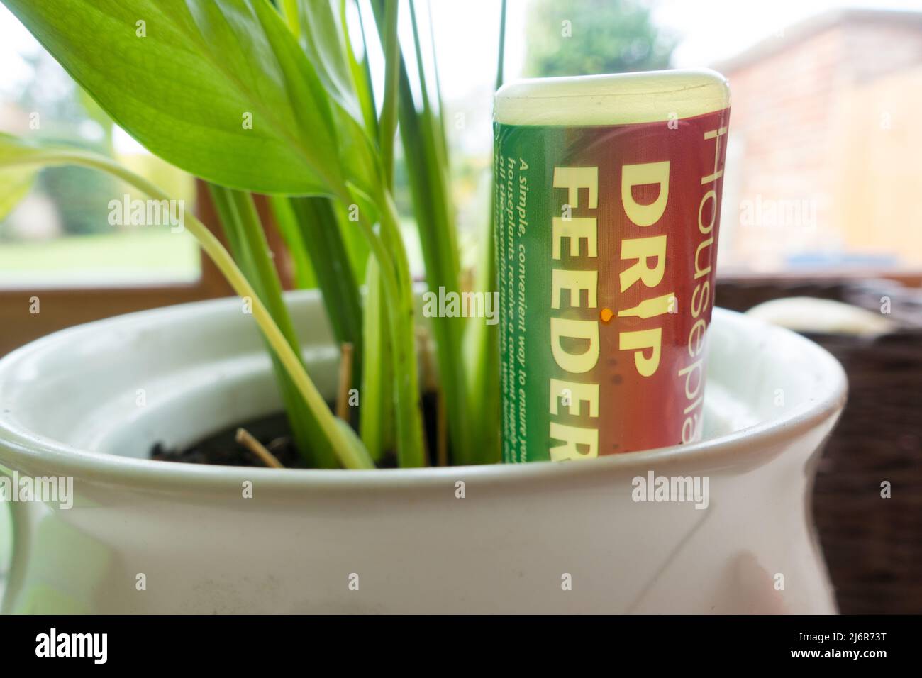 Drip feeder for Indoor plants to gain nutrition Stock Photo