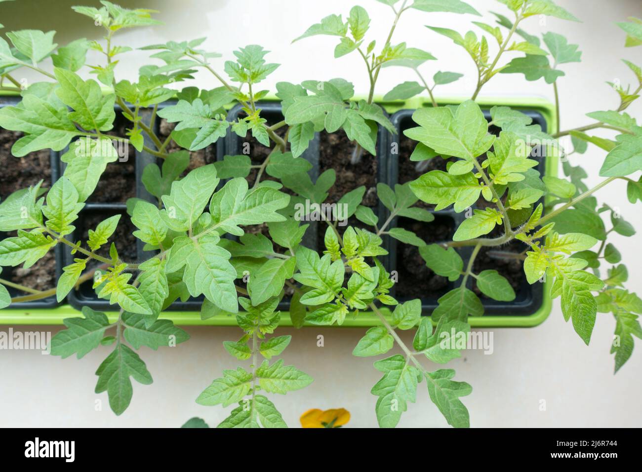Tomato plants / Solanum lycopersicum in propogator inside house Stock Photo