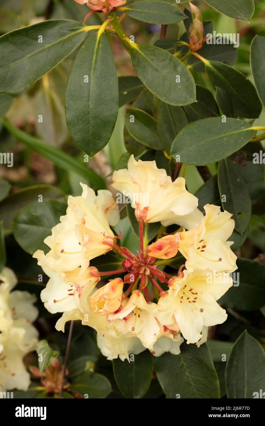 Close-up Rhododendron ‘Horizon Monarch’ flowers and foliage Stock Photo