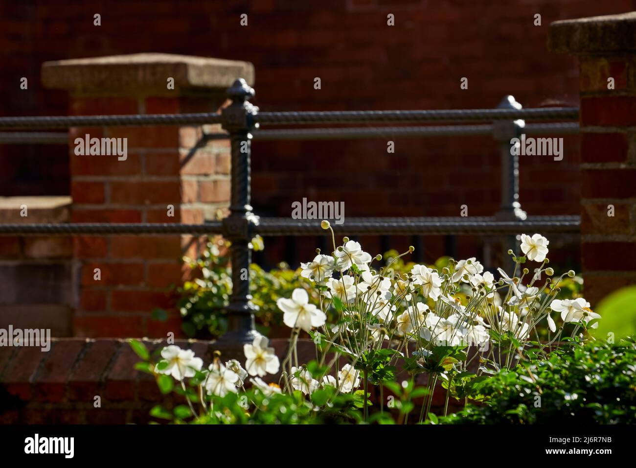 Garden with flowers and steel railing in North London, Hampstead, London, UK Stock Photo