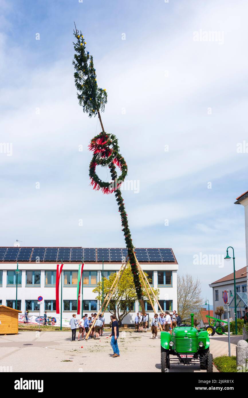 Strengberg: young men put up the maypole in Mostviertel ...