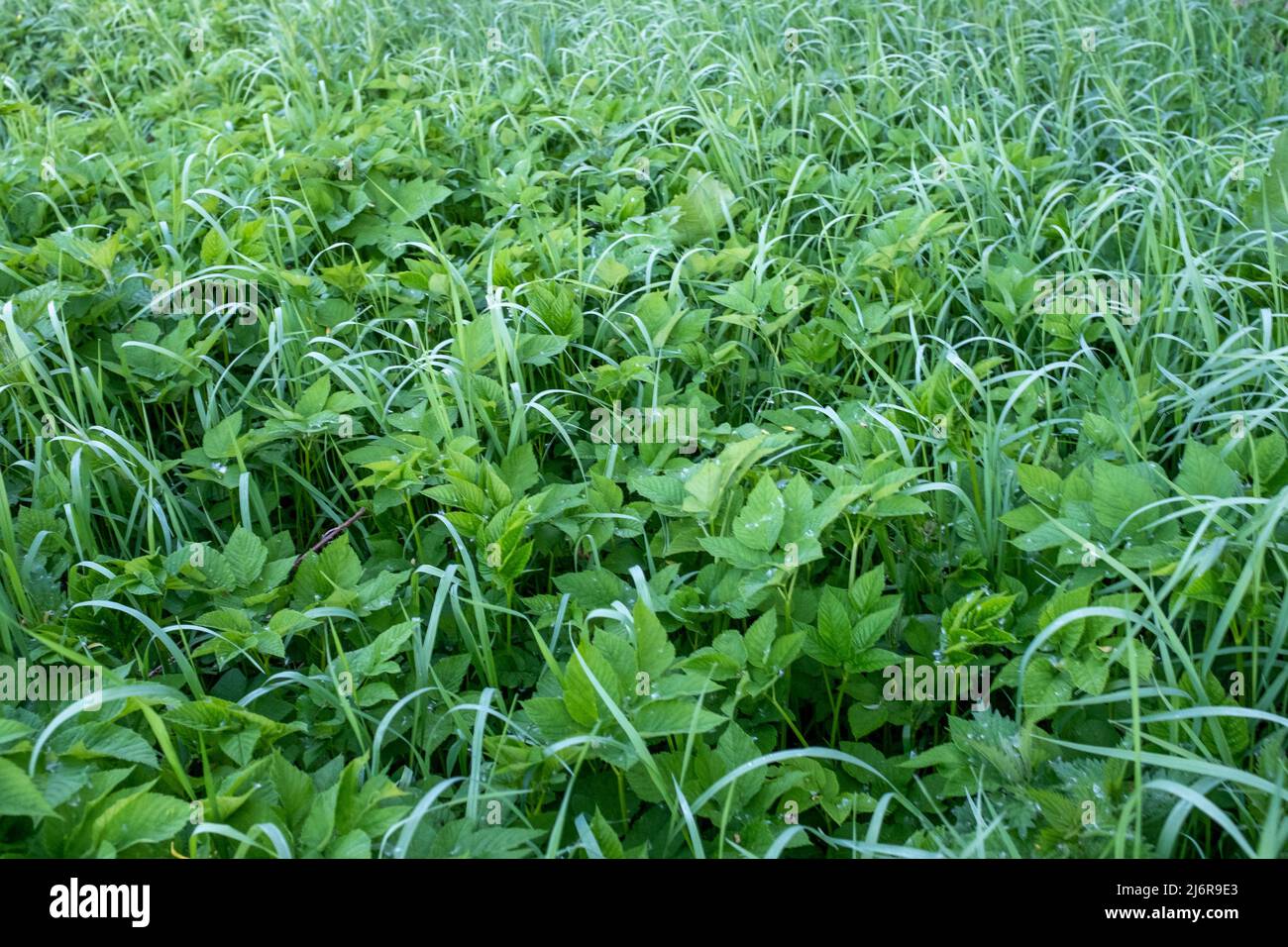 Spring meadow background, selective focus. Green goutweed and grass field for design or project. Meadowland texture for publication, design, poster Stock Photo
