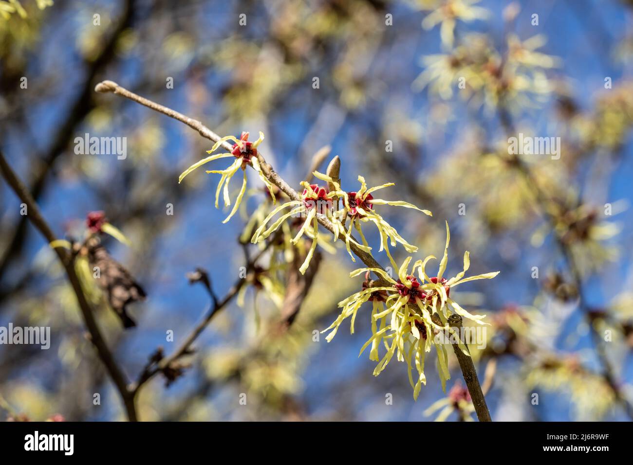 selective focus on one branch of a yellow spidery flowered tree like bush called witch hazel or hamamelis x intermedia Stock Photo