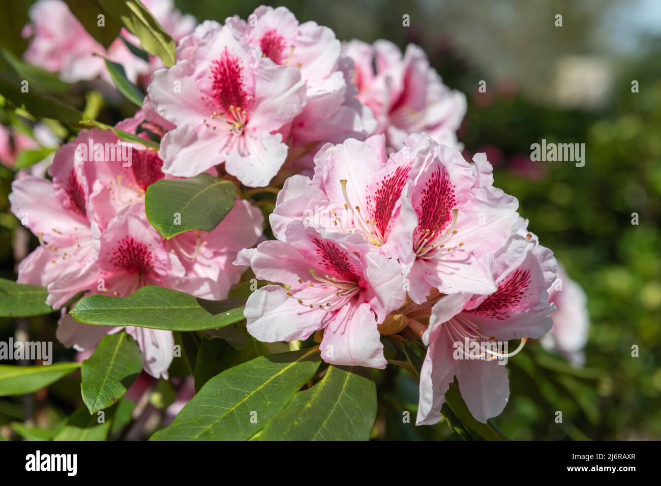 Pink Rhodos Close up of pink Rhododendron flowers in bloom Stock Photo - Alamy