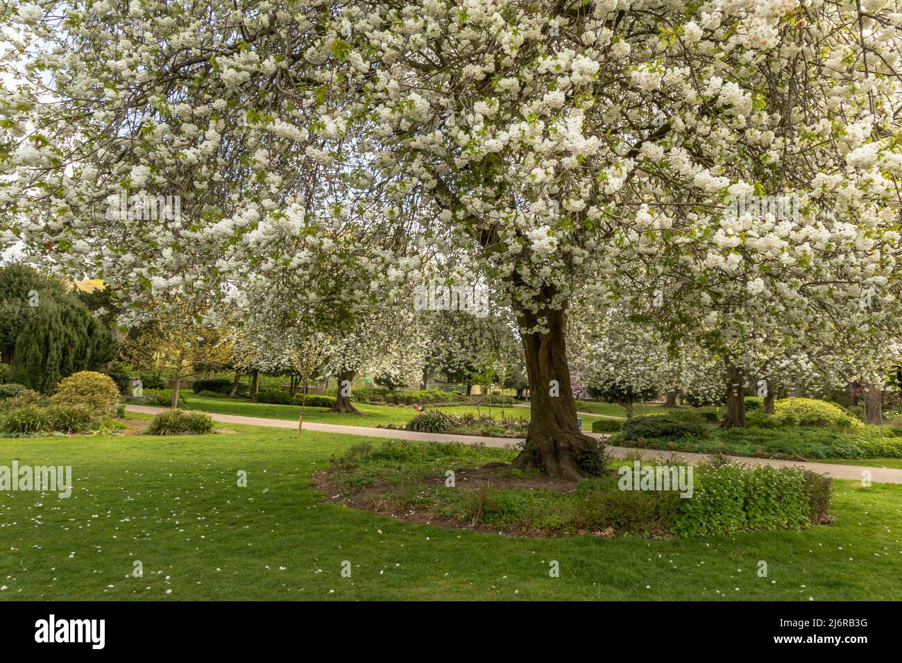Spring blossom in Roberts Park, Baildon, Yorkshire, England. The park is a Grade ll listed park on the English Heritage Register of Parks and Gardens. Stock Photo