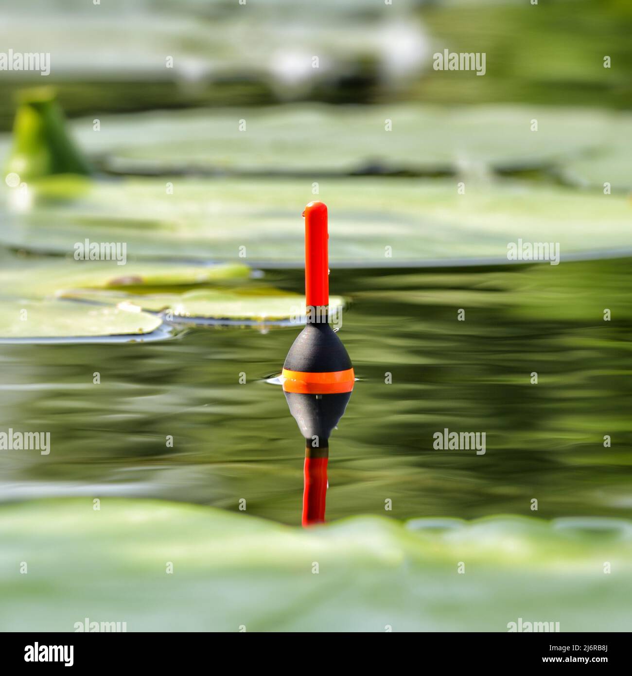 https://c8.alamy.com/comp/2J6RB8J/fishing-float-in-the-lake-among-water-lily-leaves-angling-tackle-with-a-bobber-in-the-water-on-the-river-2J6RB8J.jpg