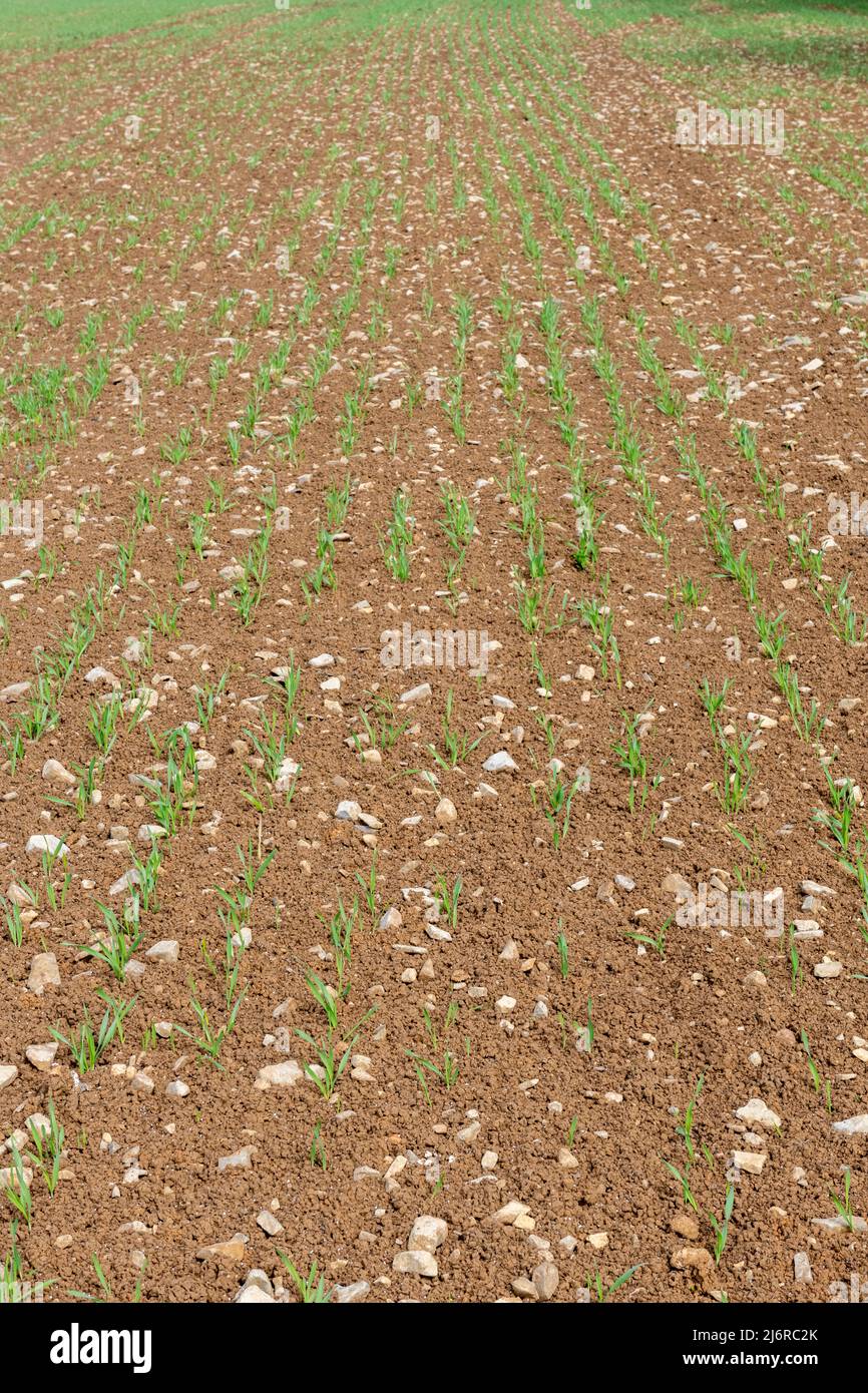 Spring barley at post emergence (hordeum vulgare) growing in a field