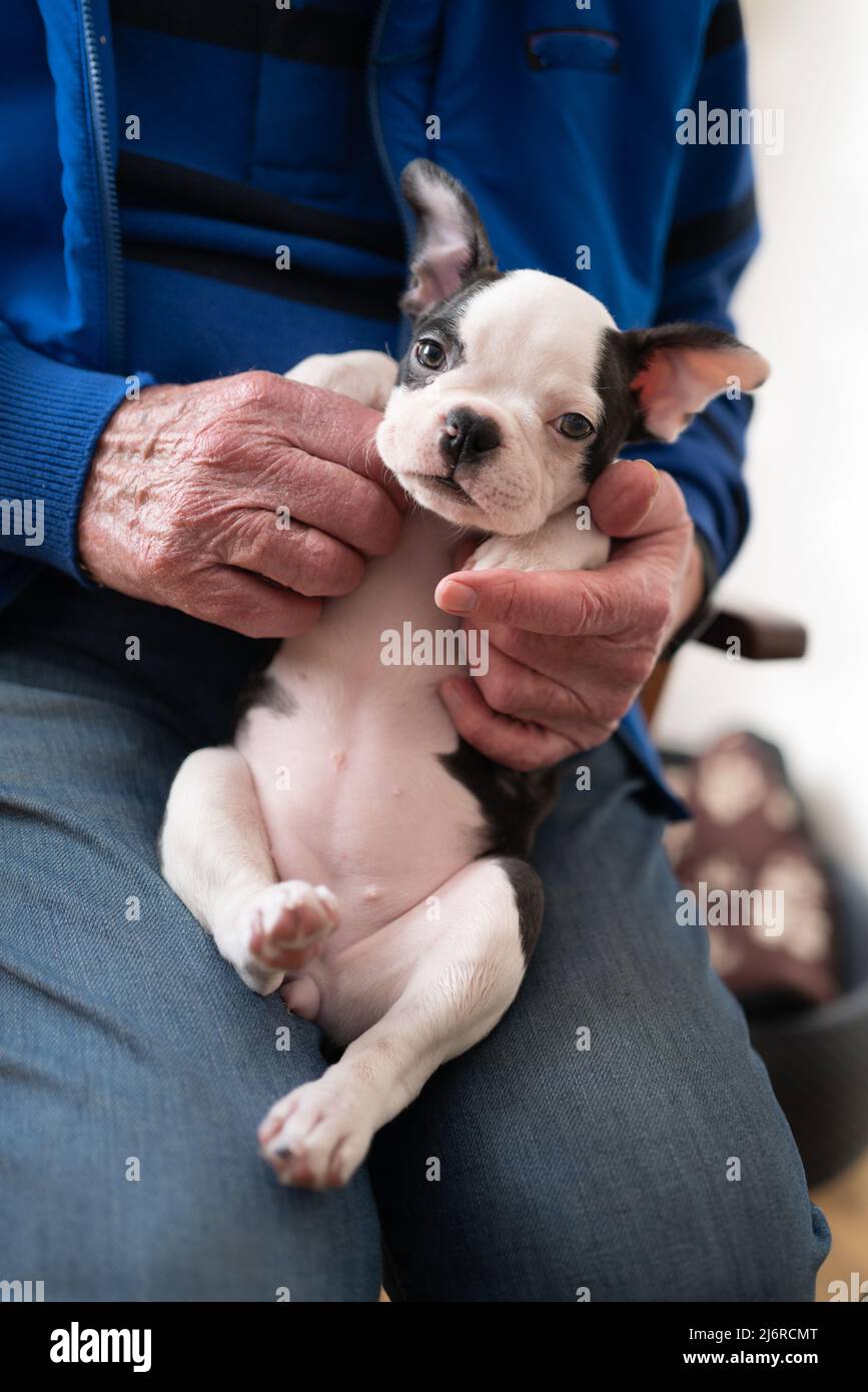 Senior man holding a female Boston Terrier puppy on his lap. She is looking at the camera. Stock Photo