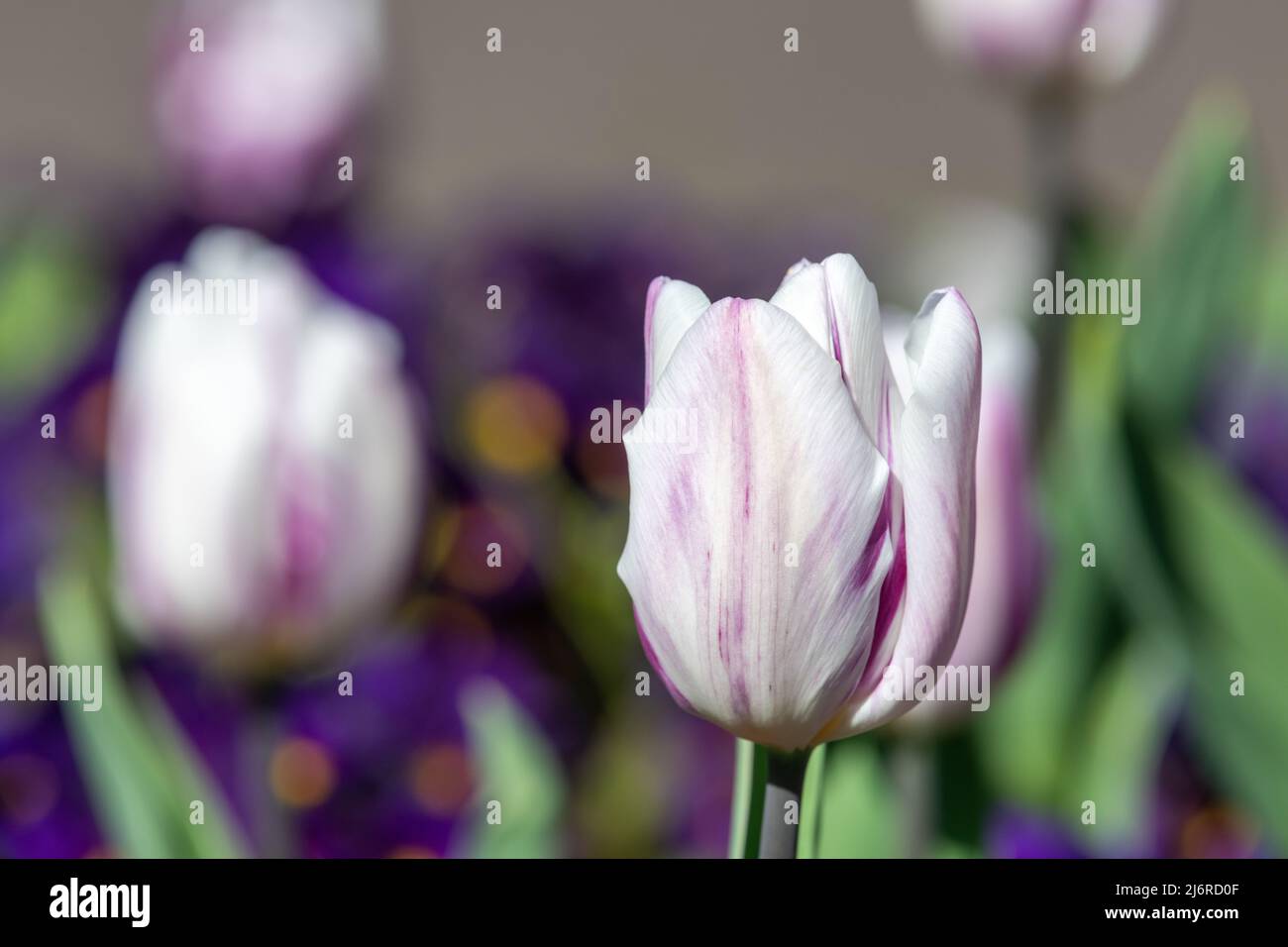 Close up of a purple and white garden tulip (tulipa (gesneriana) in