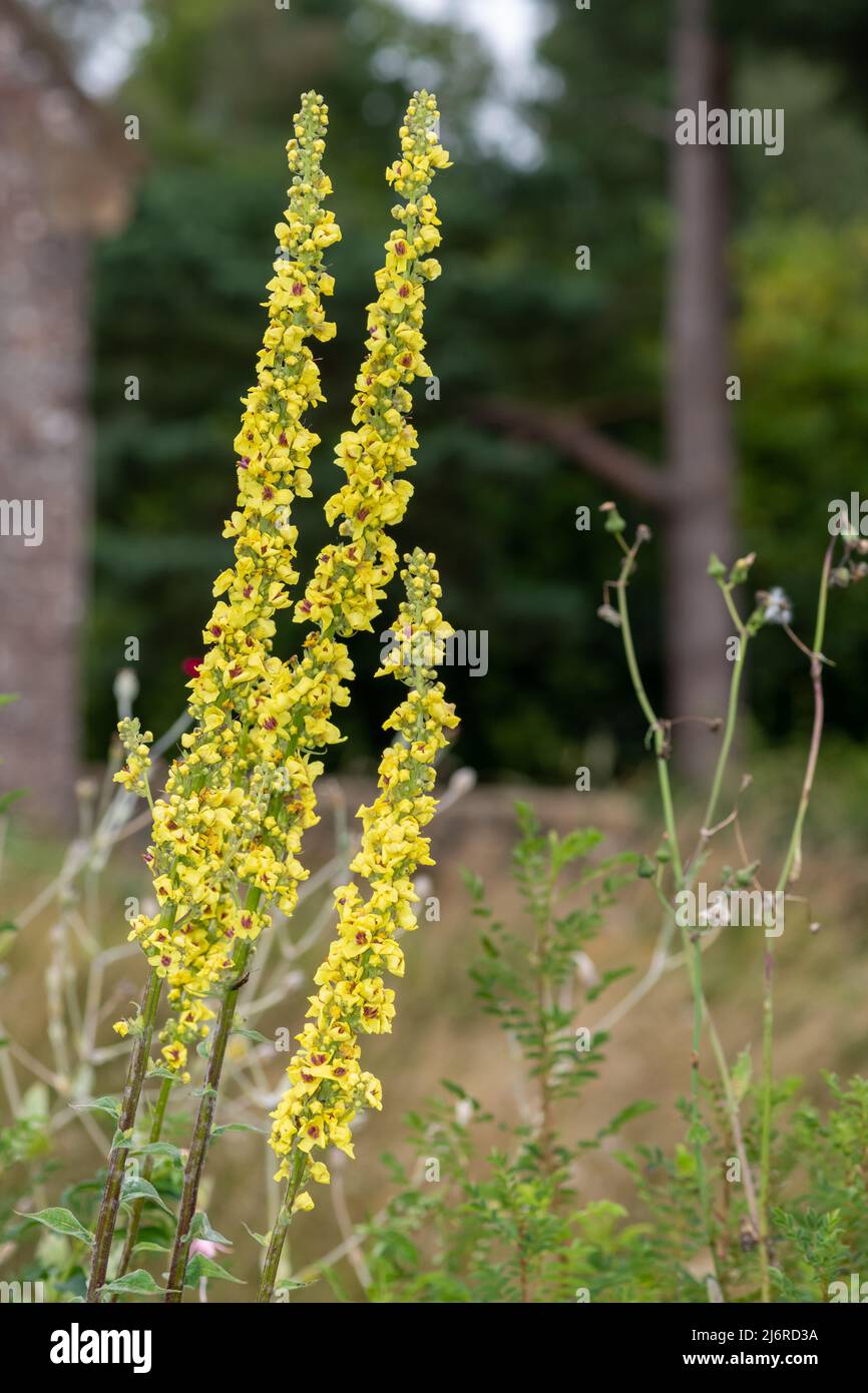 Close up of a verbascum chaixii flower in bloom Stock Photo