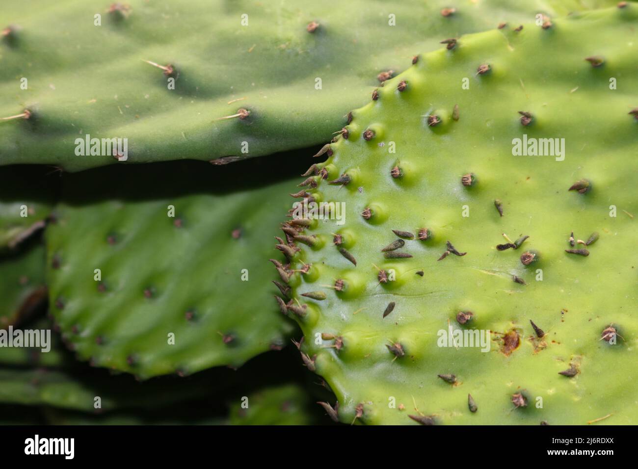 Closeup of Nopal con espinas or the Opuntia cacti or prickly pear a common indgredient in Mexicn cuisine dishes and medicine Stock Photo