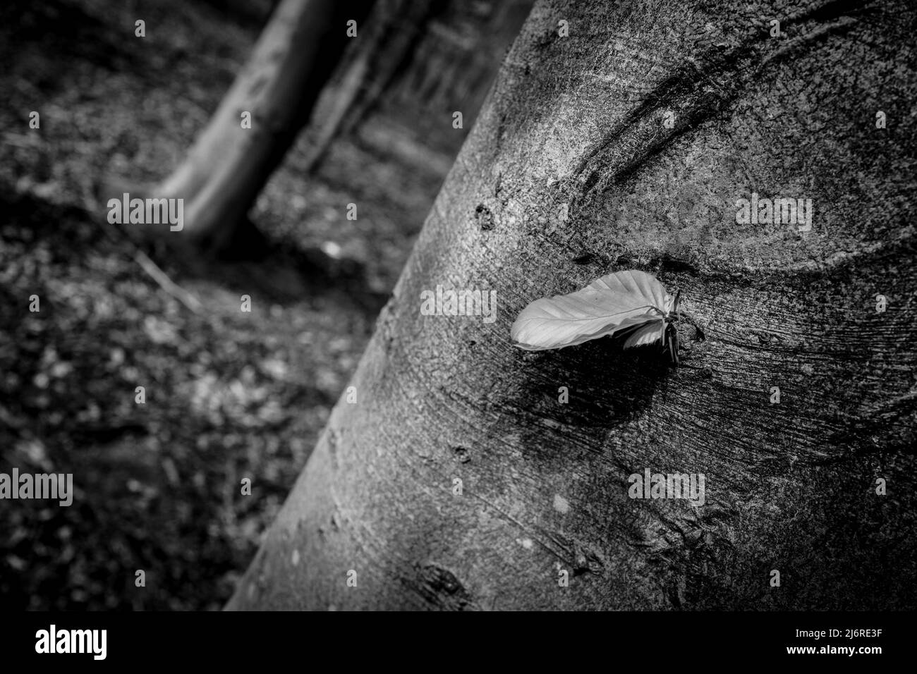Beech leaves leaf white Black and White Stock Photos & Images - Alamy