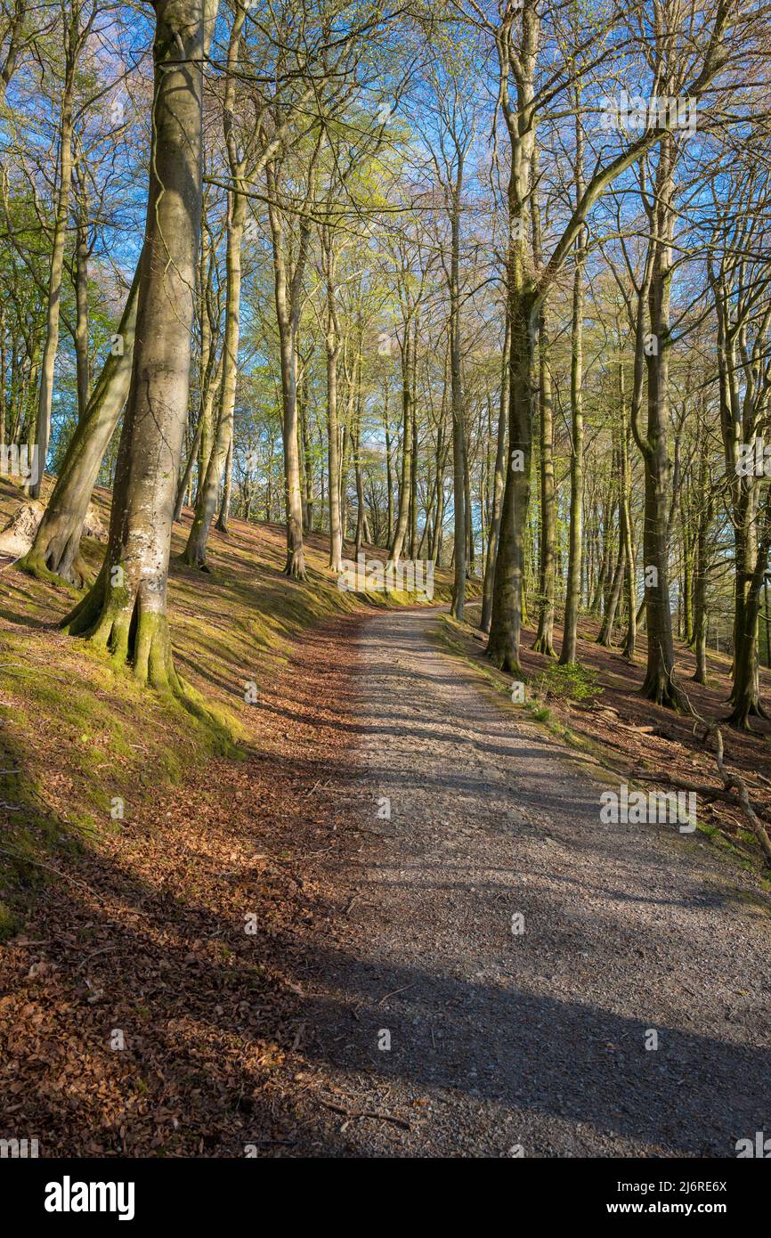 Woodland footpath running through a Beech tree wood on the Croft estate, Bircher, Herefordshire, England, UK Stock Photo