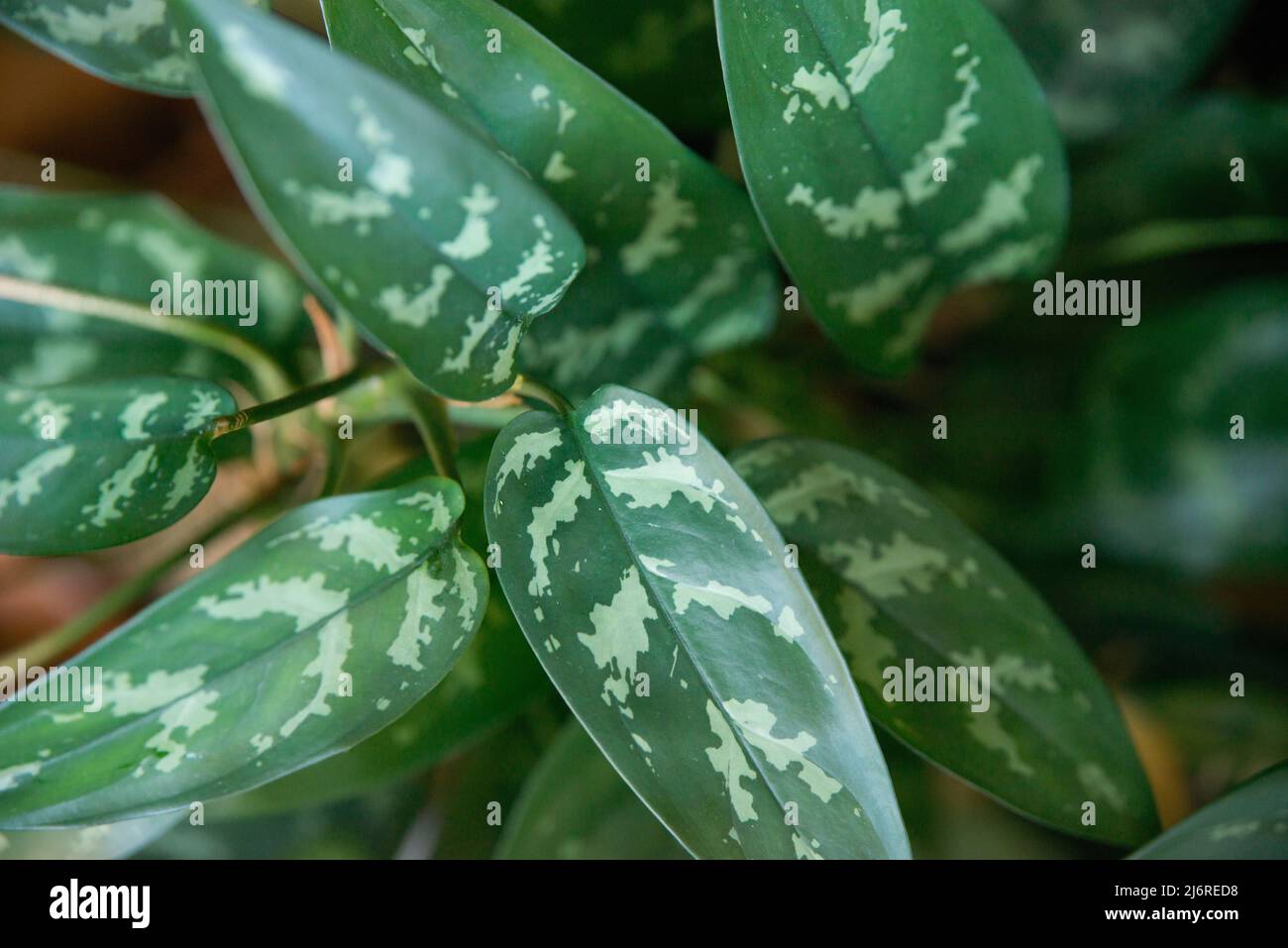 Directly above shot of an dieffenbachia amoena. Interior Stock Photo